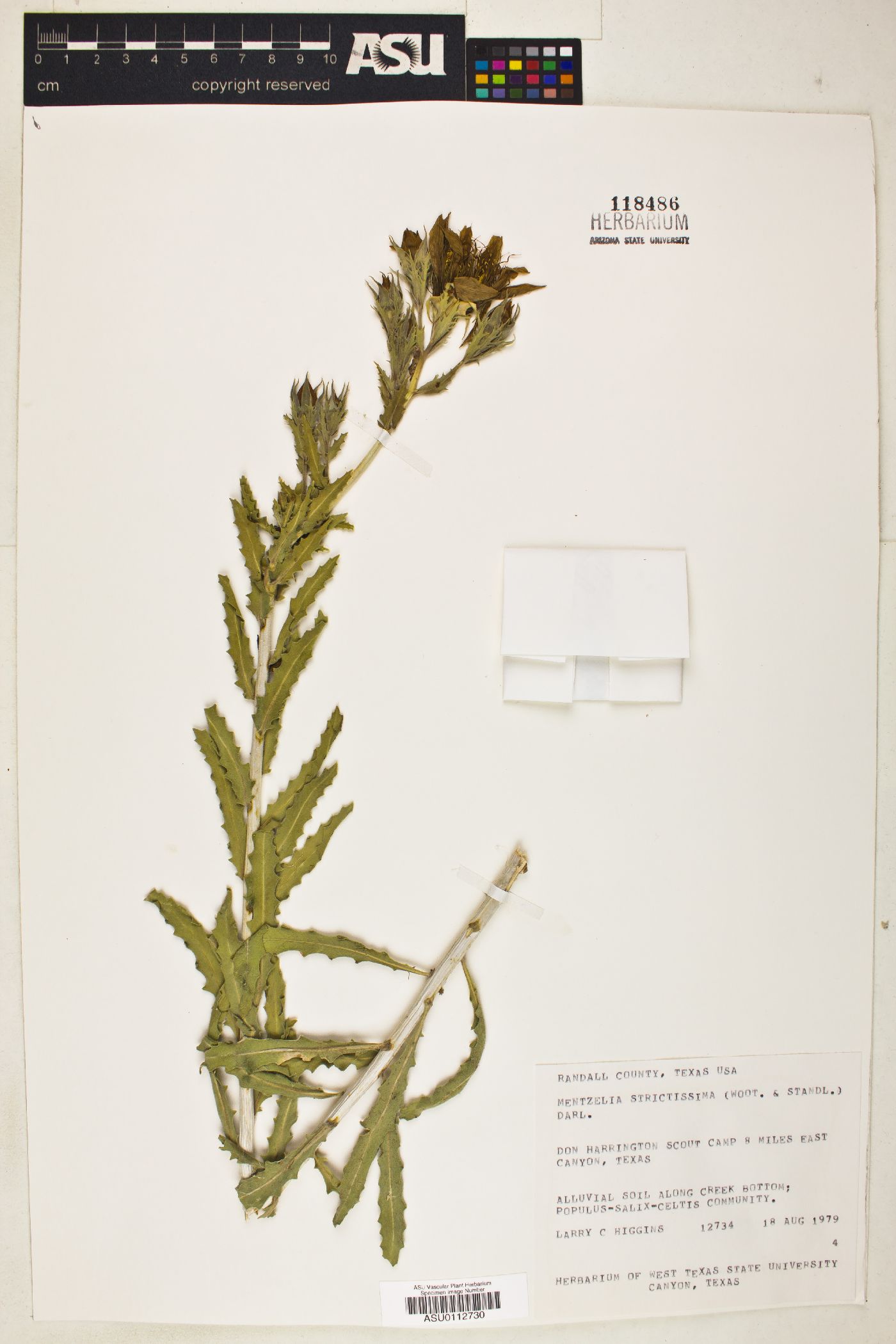 Mentzelia strictissima image