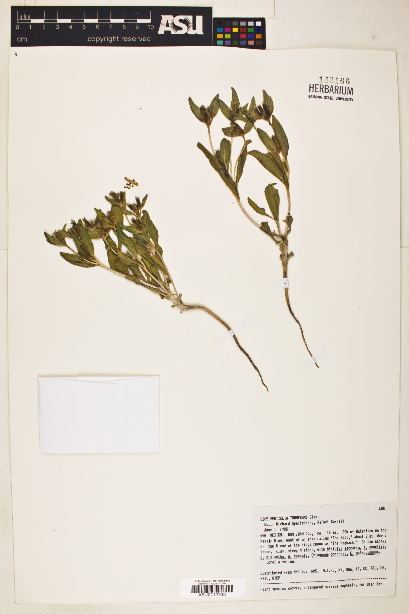 Mentzelia thompsonii image