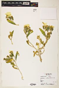Mentzelia tricuspis image
