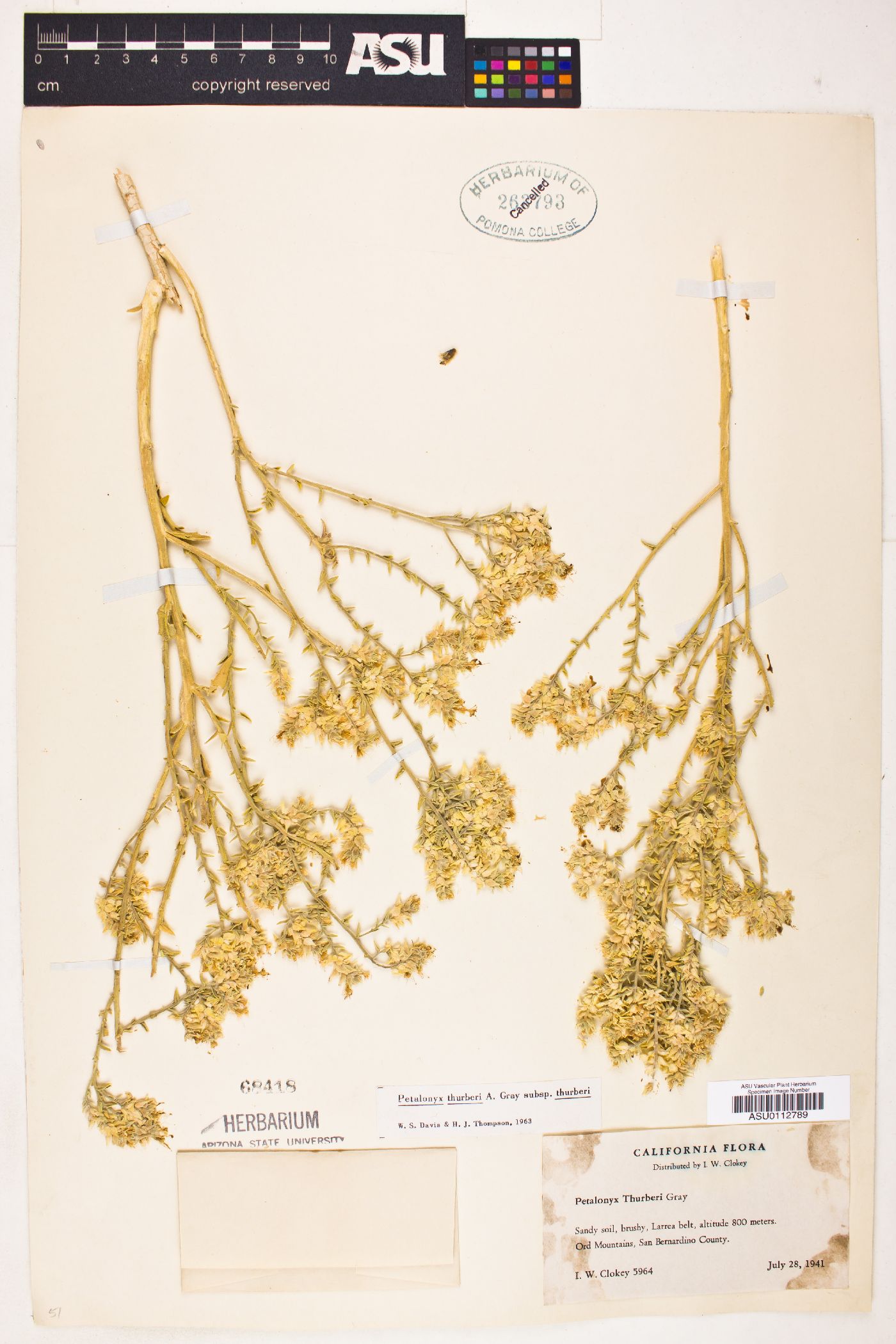 Petalonyx thurberi subsp. thurberi image