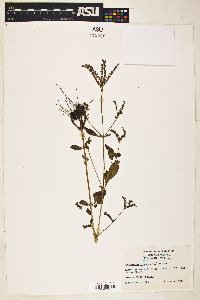 Image of Cynoctonum mitreola