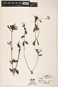 Image of Mitreola angustifolia