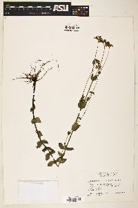 Mitreola sessilifolia image