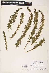 Lythrum californicum image