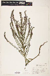 Image of Lythrum dacotanum