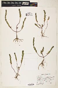 Lythrum hyssopifolia image