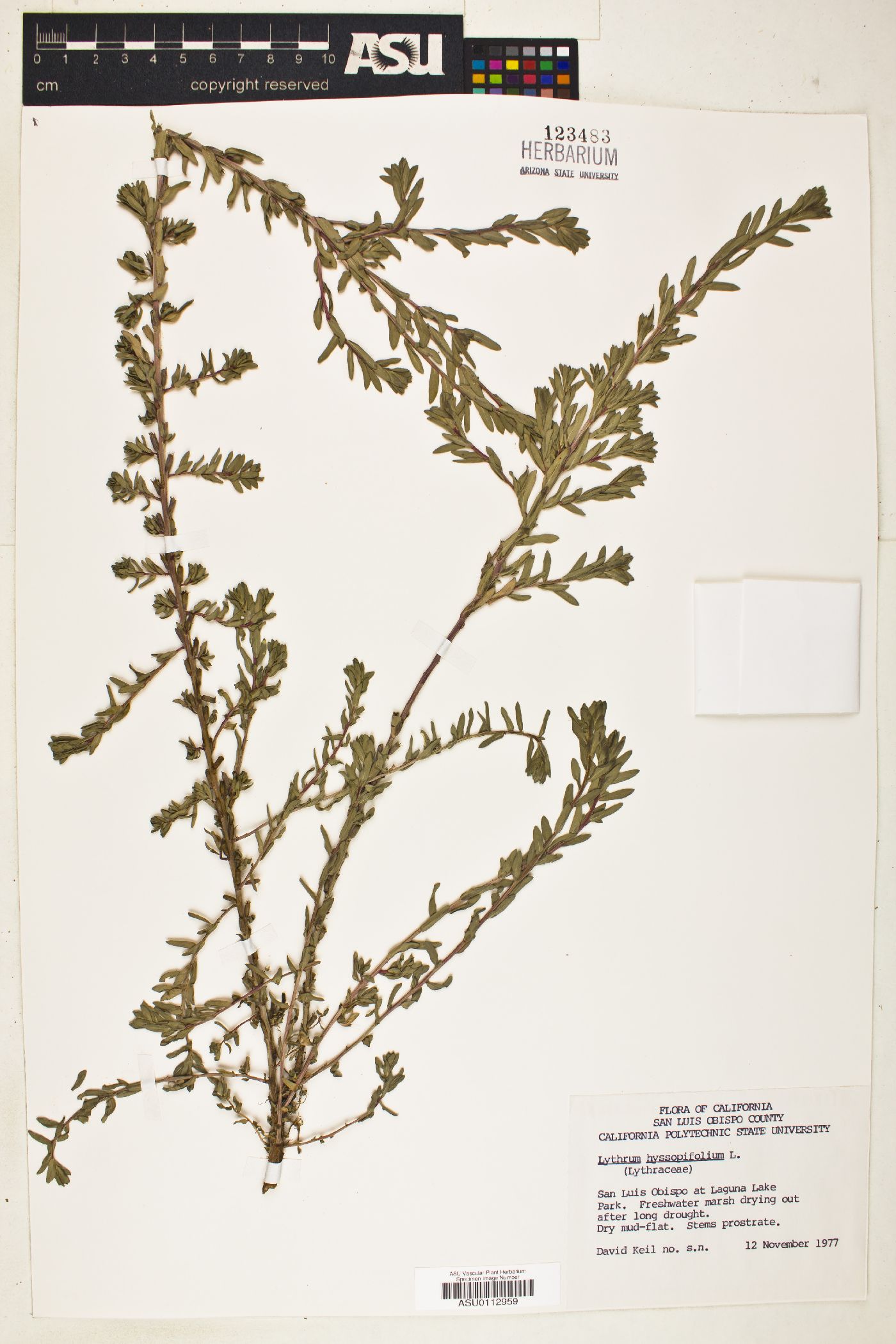 Lythrum hyssopifolium image