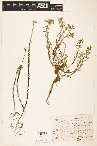 Lythrum hyssopifolia image