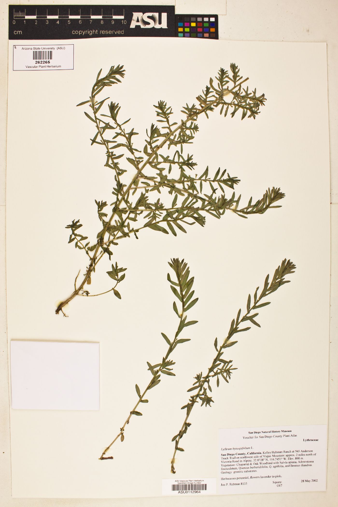 Lythrum hyssopifolium image