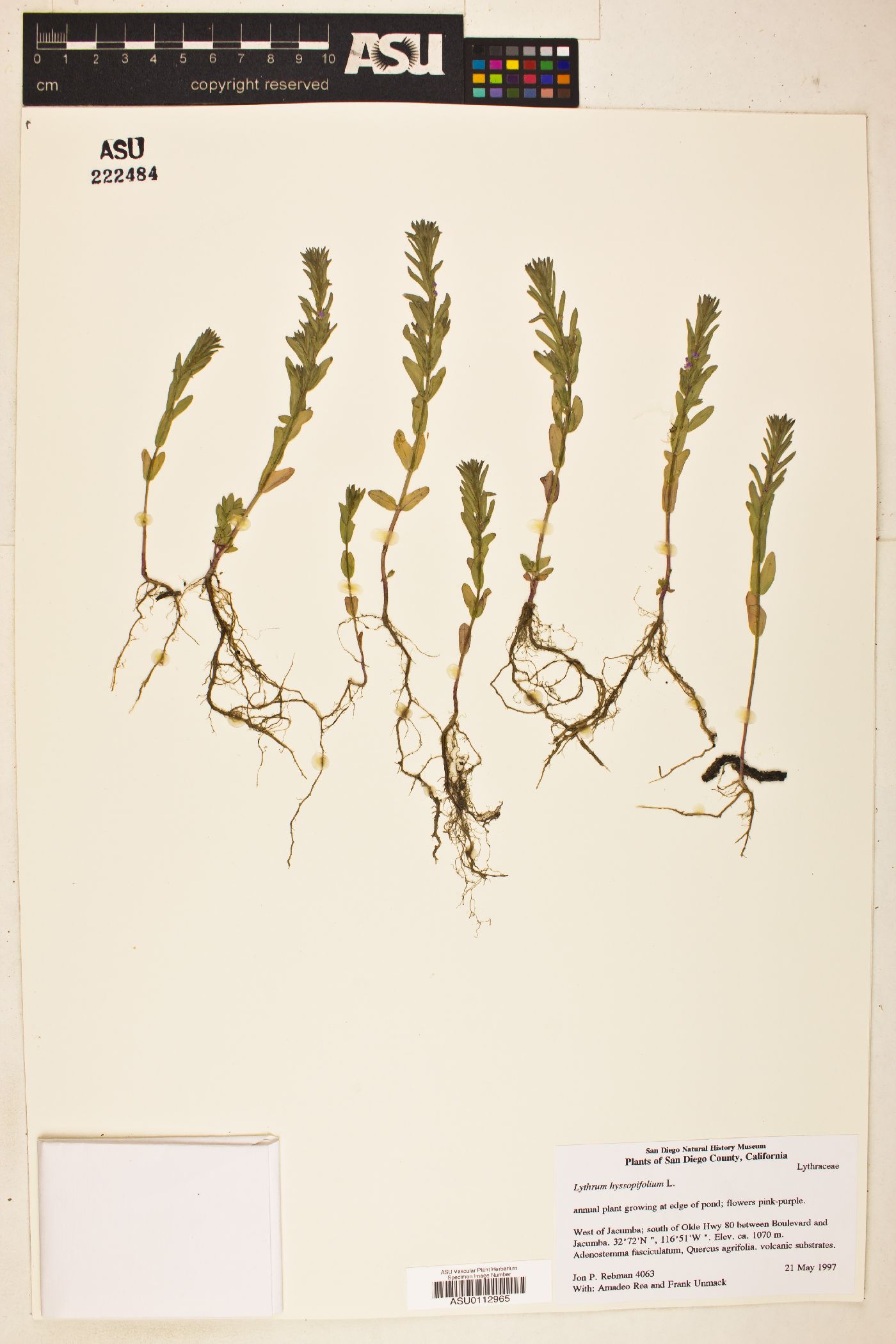 Lythrum hyssopifolium image