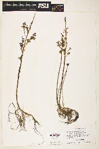 Image of Lythrum ovalifolium
