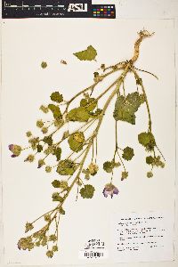 Eremalche rotundifolia image