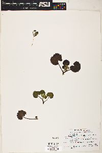 Eremalche rotundifolia image