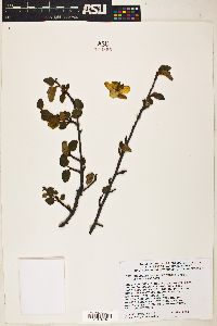 Fremontodendron californicum image