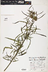 Image of Hibiscus dasycalyx