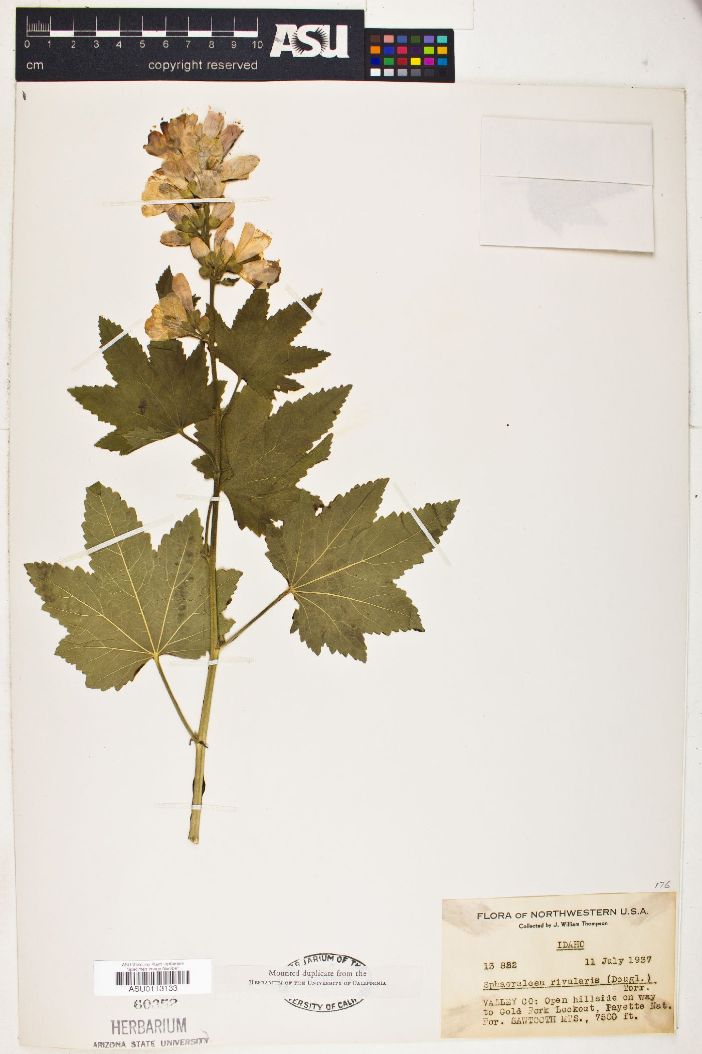 Sphaeralcea rivularis image
