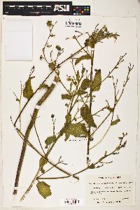 Kosteletzkya virginica var. althaeifolia image