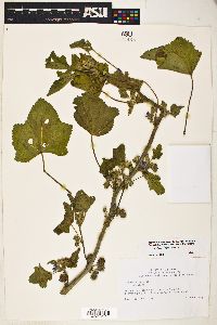 Lavatera cretica image