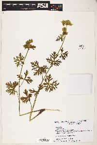 Malva moschata image