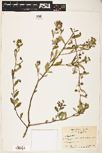 Sida rhombifolia image