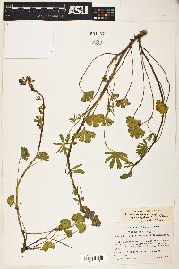 Sidalcea malvaeflora subsp. sparsifolia image