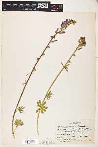 Sidalcea neomexicana subsp. thurberi image