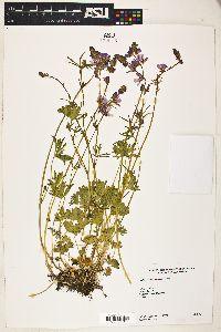 Sidalcea ranunculacea image