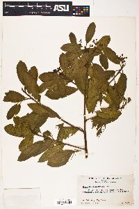 Frangula californica image