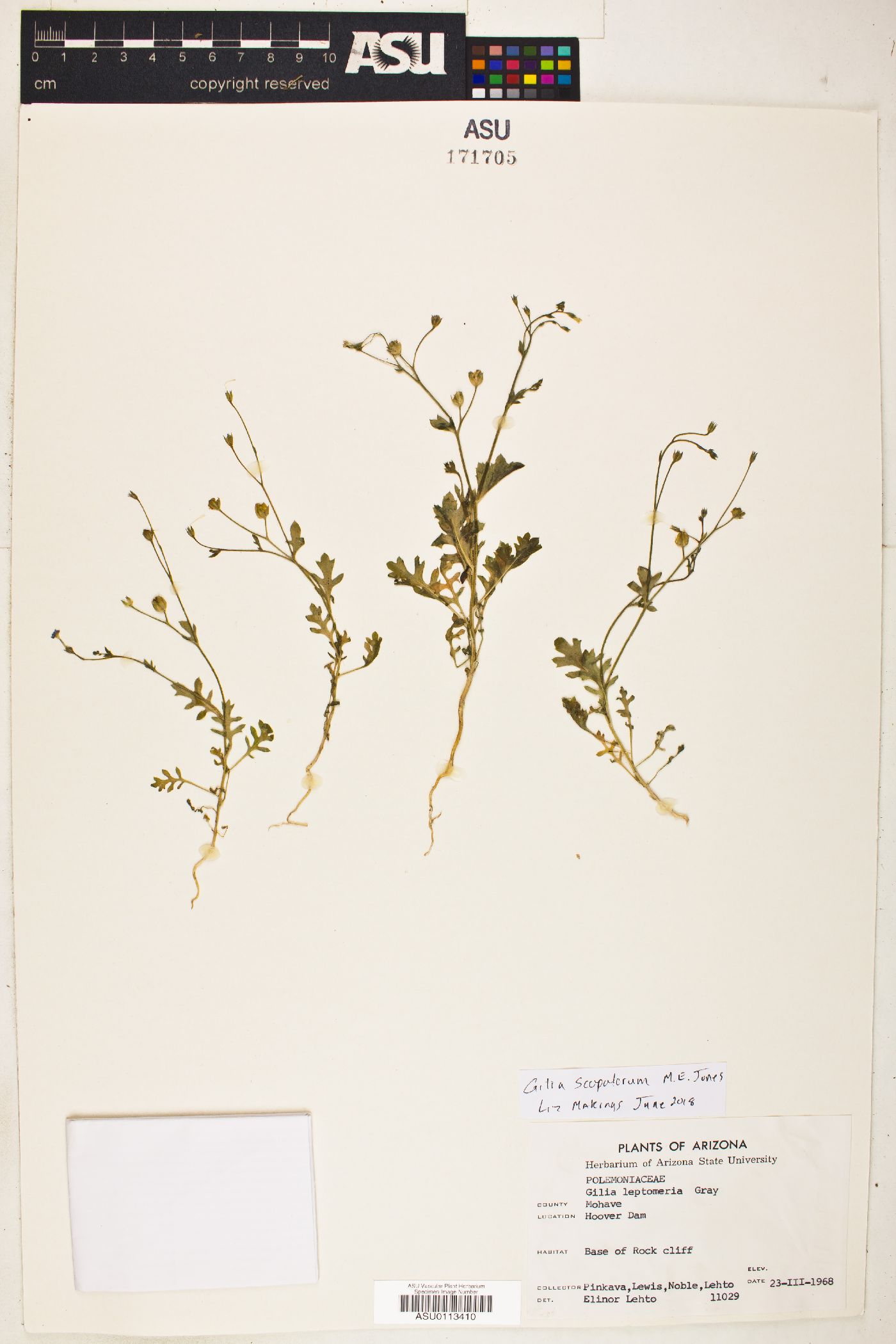 Gilia scopulorum image