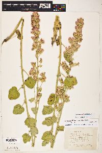 Sphaeralcea ambigua image