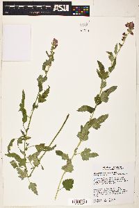 Sphaeralcea laxa image