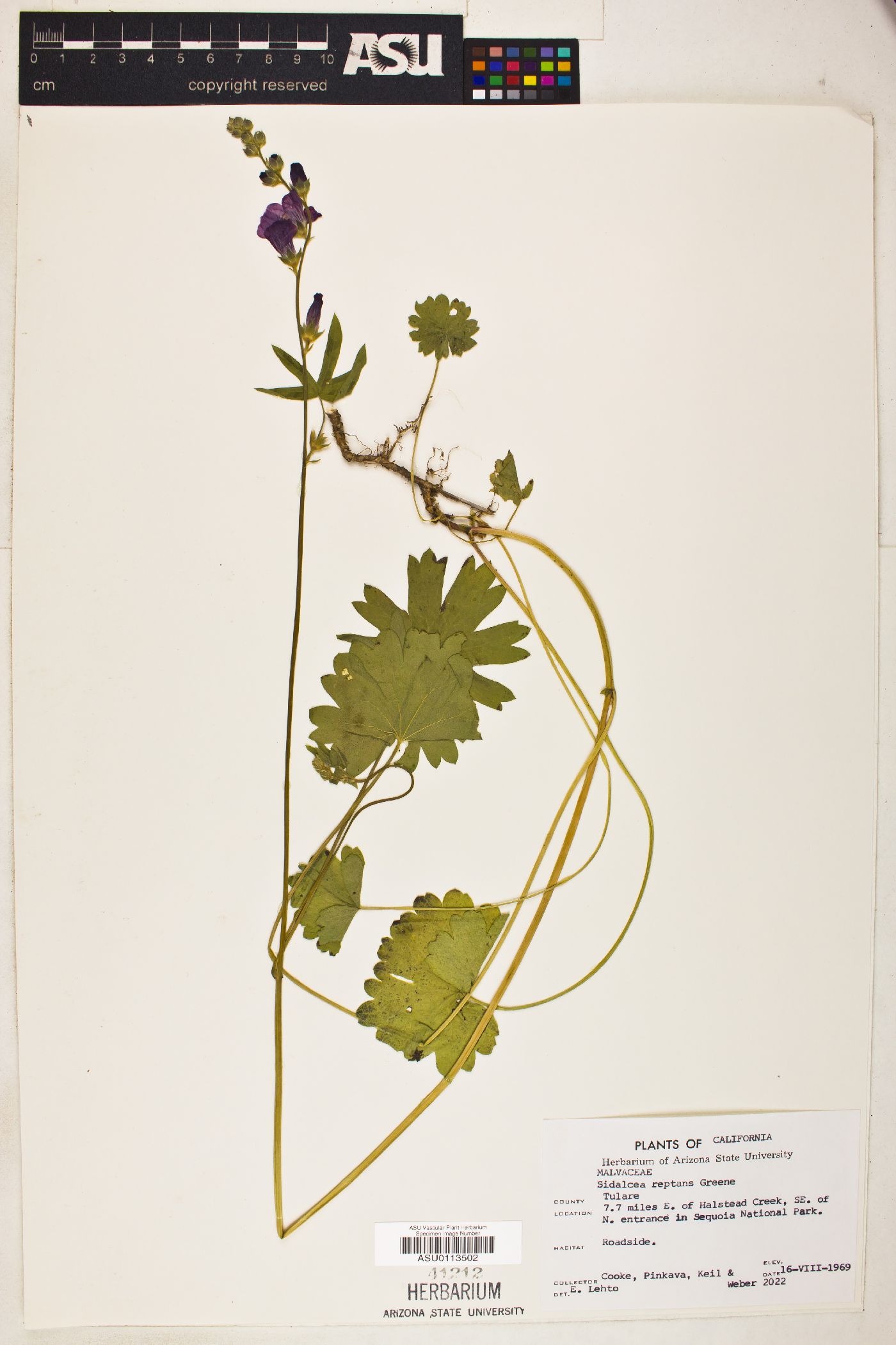 Sidalcea reptans image