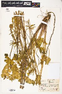 Sidalcea spicata image