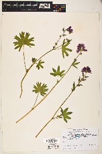 Sidalcea spicata image