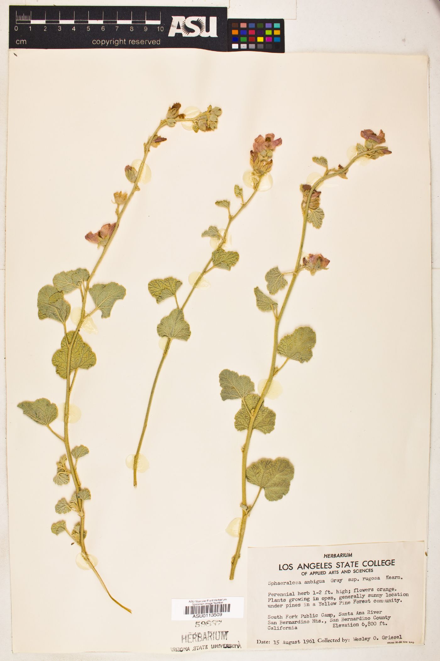 Sphaeralcea ambigua subsp. rugosa image