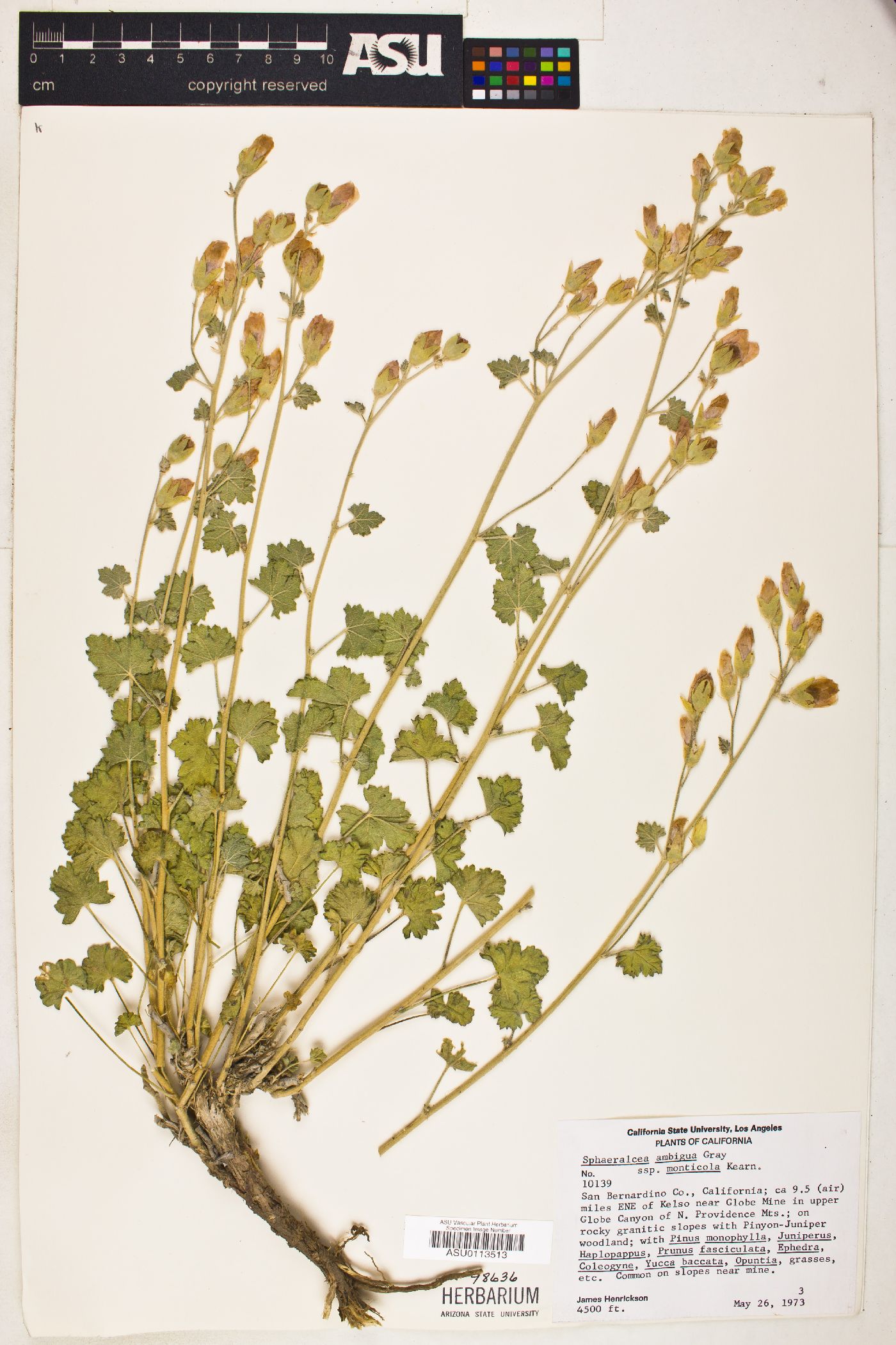 Sphaeralcea ambigua subsp. monticola image