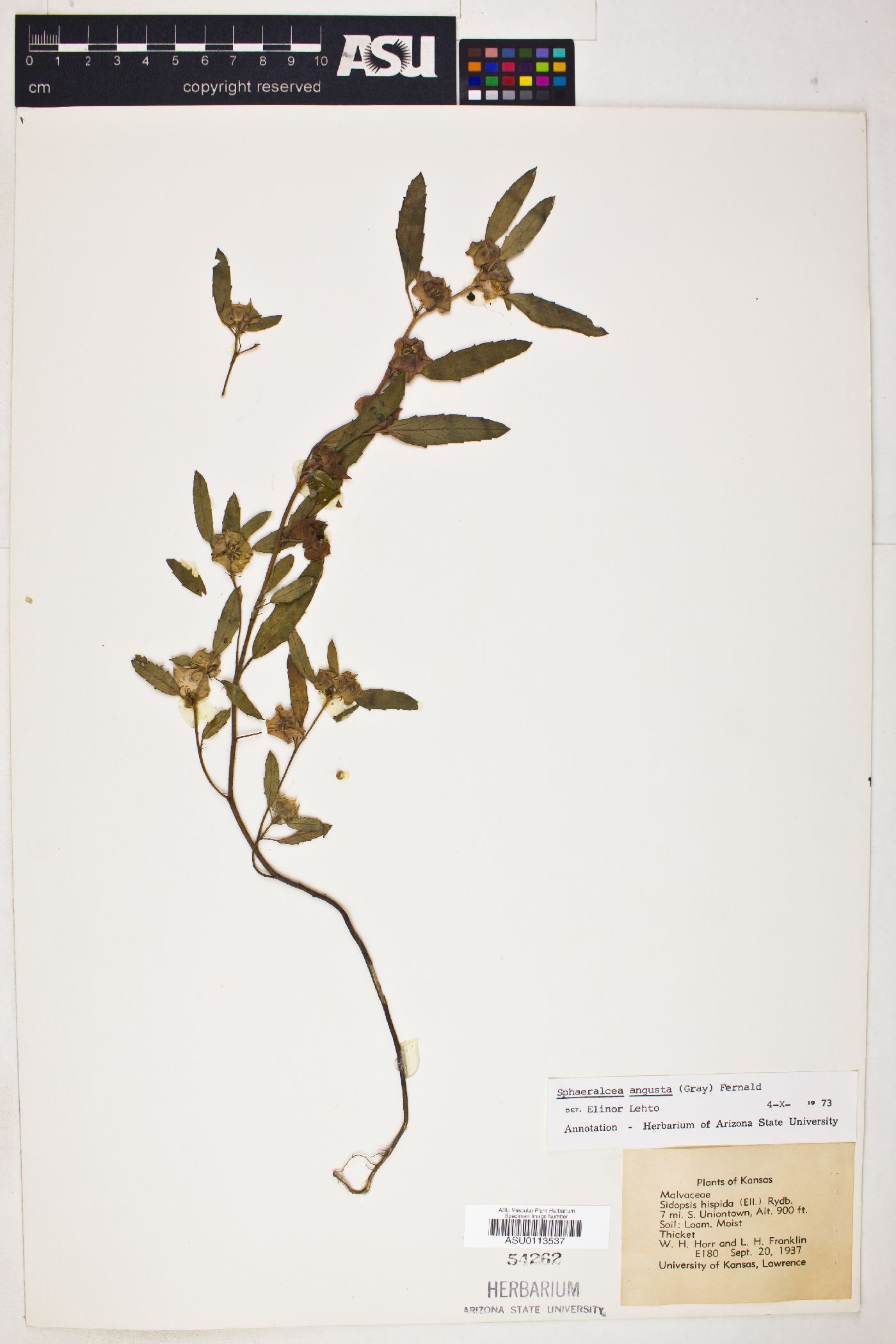 Sphaeralcea angusta image