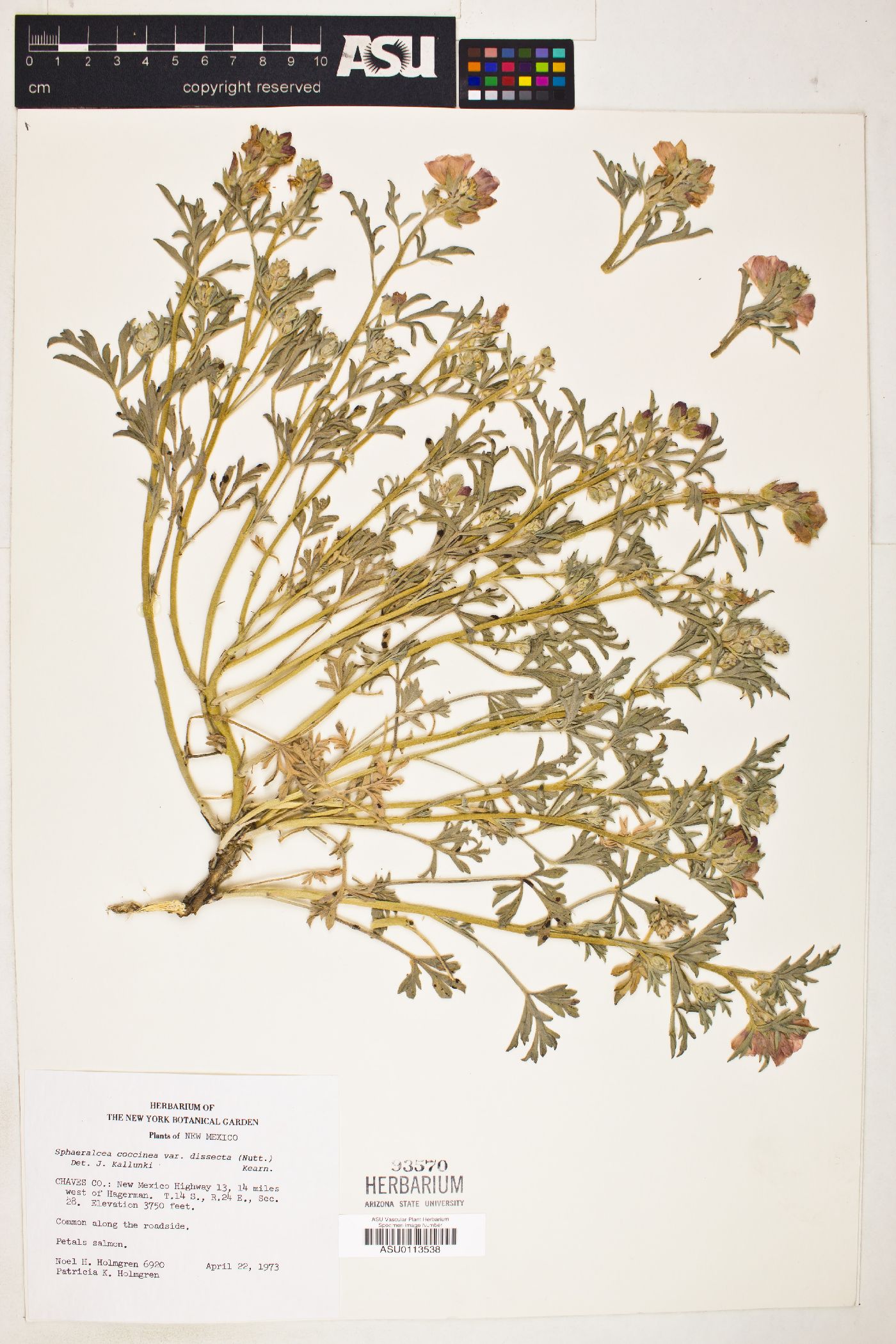 Sphaeralcea coccinea subsp. coccinea image