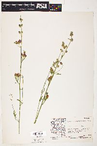 Sphaeralcea grossulariifolia image