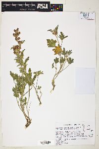 Sphaeralcea grossulariifolia subsp. grossulariifolia image