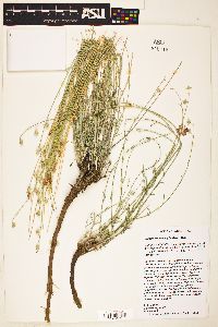 Sphaeralcea leptophylla image