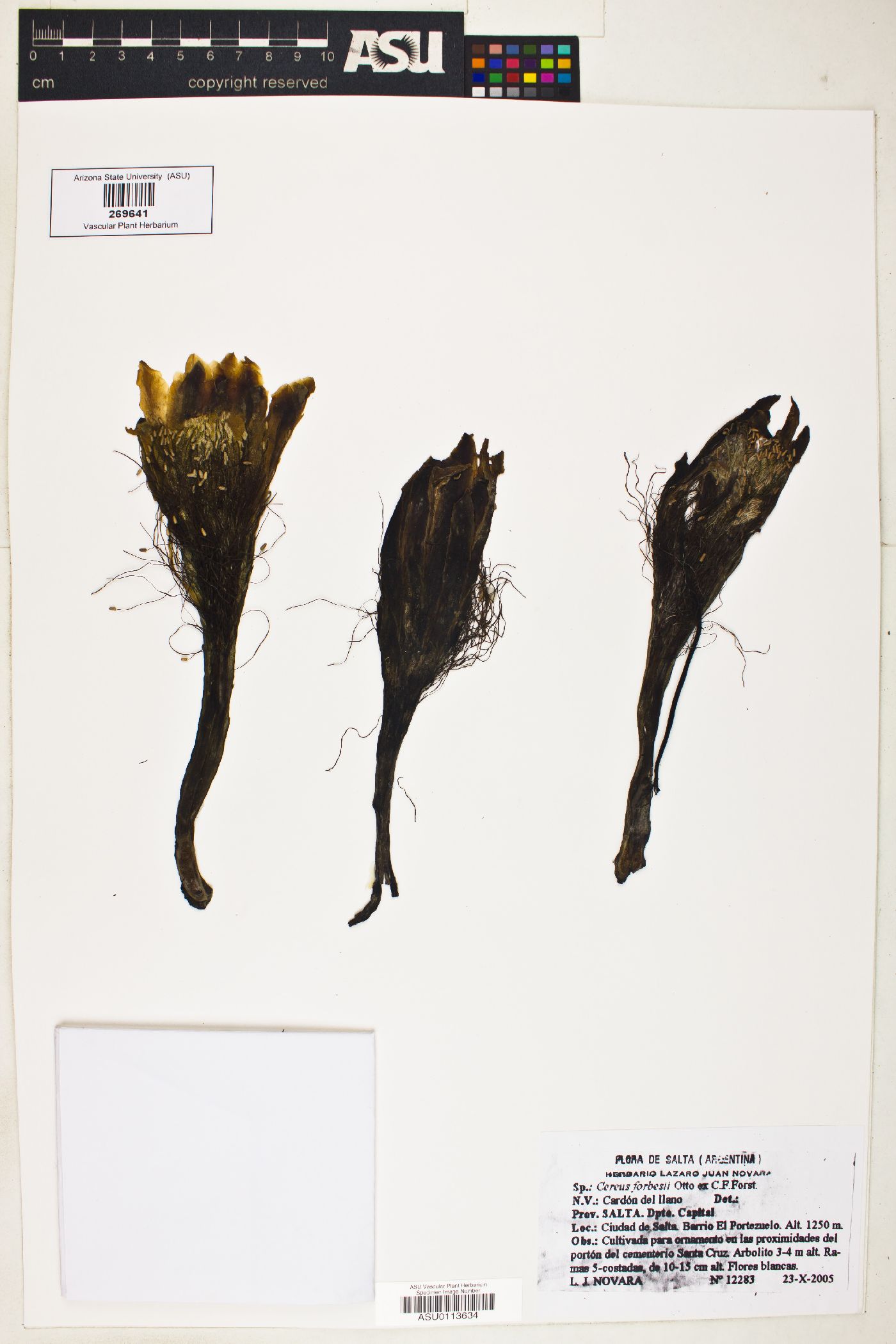 Cereus forbesii image