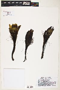 Image of Cereus forbesii