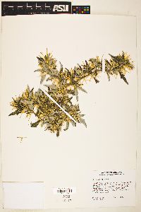 Xanthium spinosum image