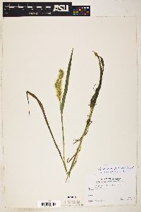 Polypogon monspeliensis image