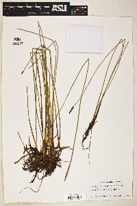 Eleocharis montana image