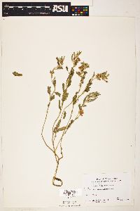 Sphaeralcea hastulata image