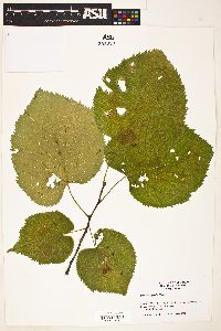 Tilia heterophylla image