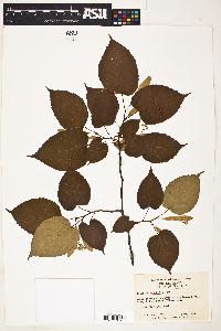 Tilia heterophylla image