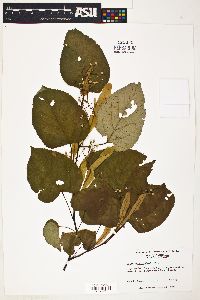 Tilia heterophylla image